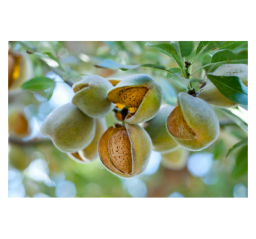 ALMENDRA REPELADA Bolsa 400 gr.