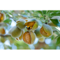 ALMENDRA REPELADA Bolsa 400 gr. ALMENDRA REPELADA Bolsa 400 gr.