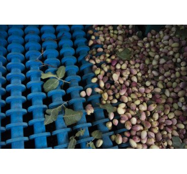 Procesado de Pistacho para Terceros