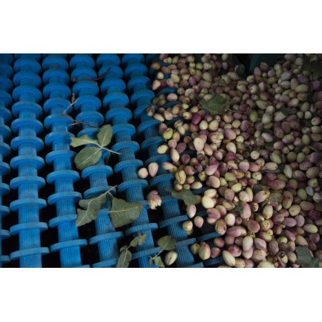 Procesado de Pistacho para Terceros