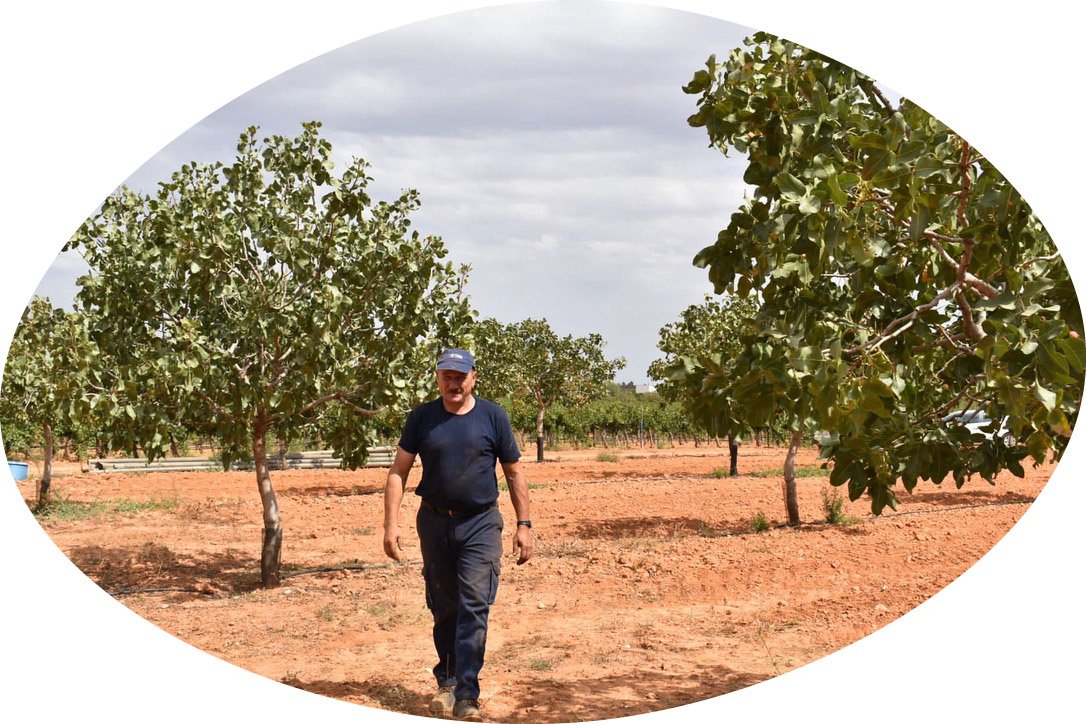Campo pistachos